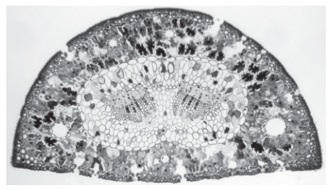 Fig. 1.1