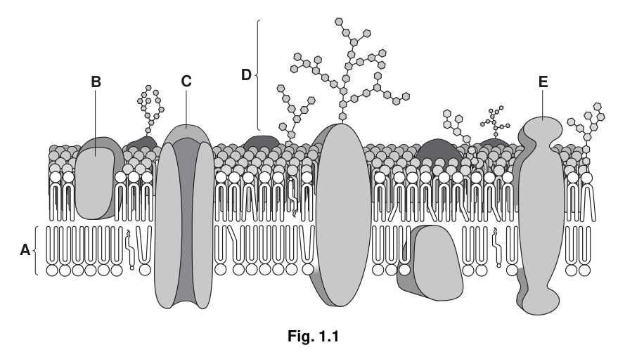 Fig. 1.1