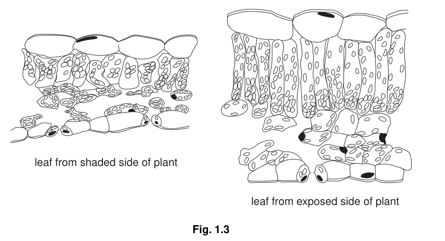 Fig. 1.3