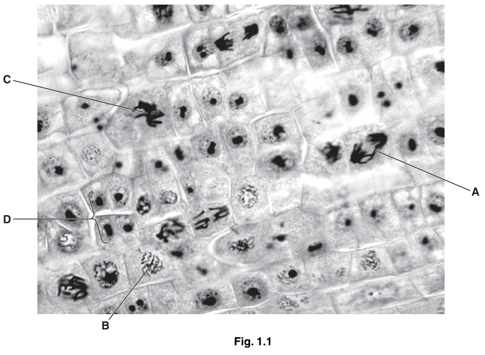 Fig. 1.1