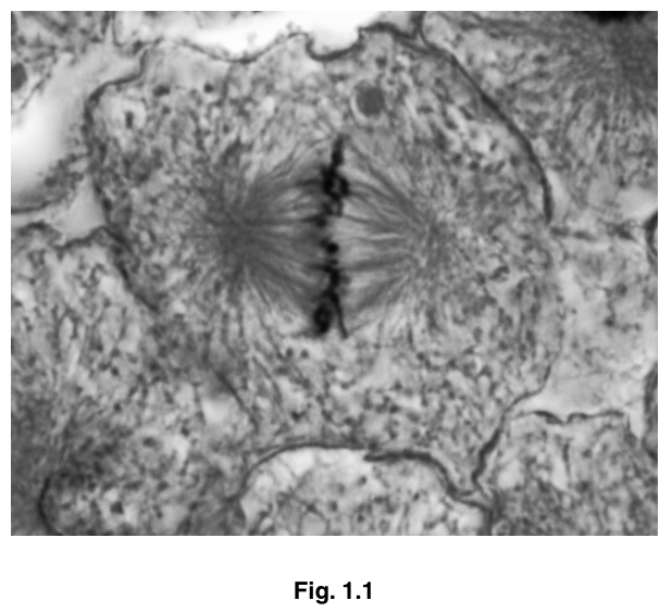 Fig. 1.1