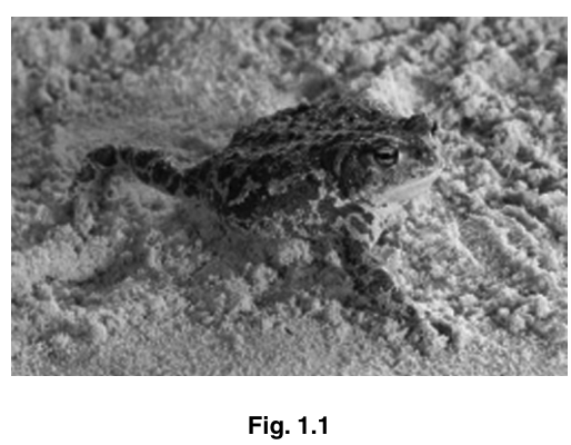 Fig. 1.1