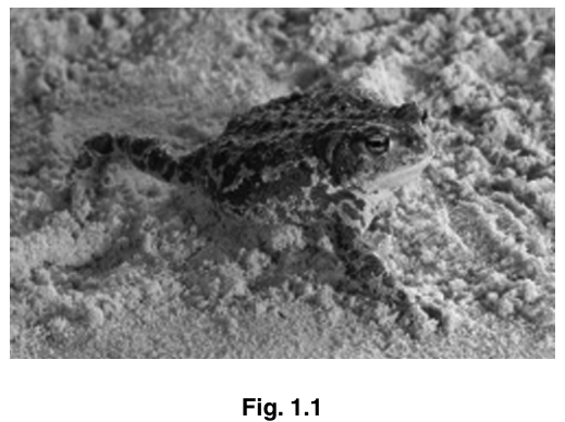 Fig. 1.1