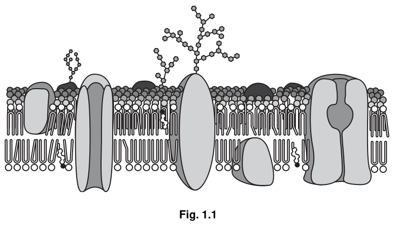 Fig. 1.1