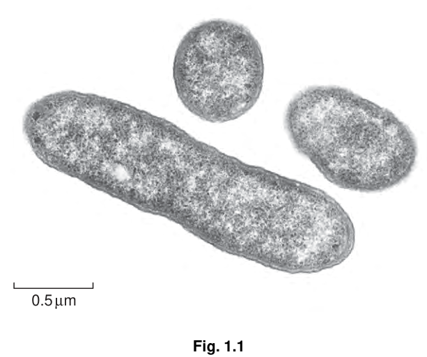 Fig. 1.1