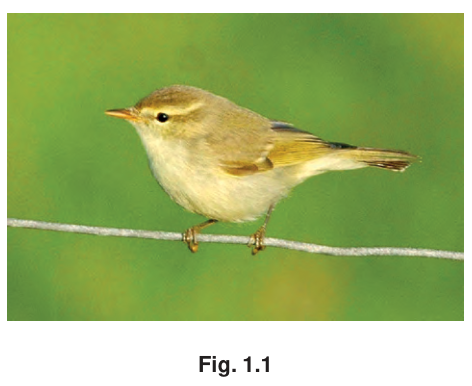 Fig. 1.1