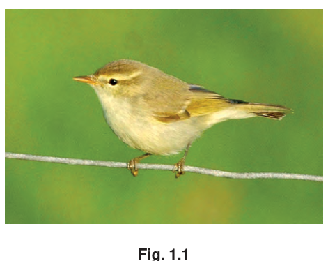 Fig. 1.1