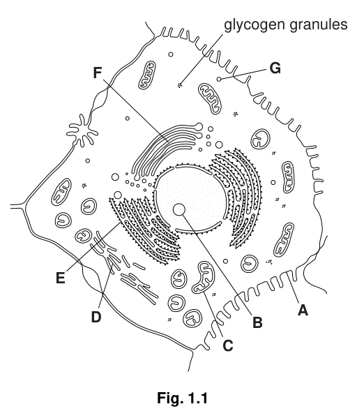 Fig. 1.1