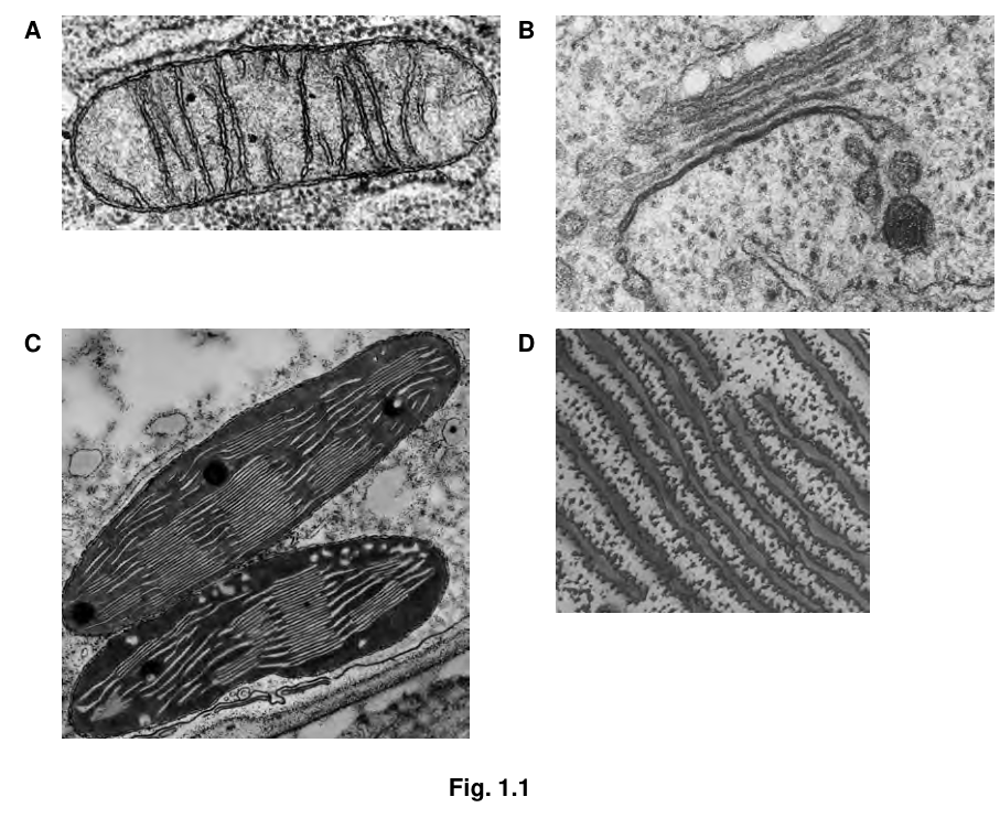 Fig. 1.1