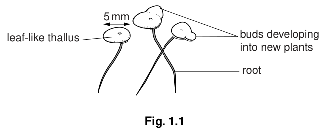 Fig. 1.1