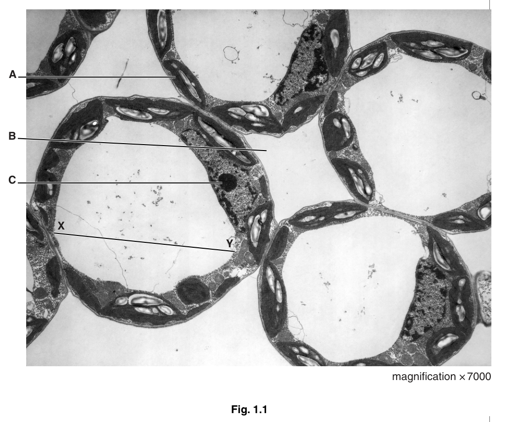 Fig. 1.1