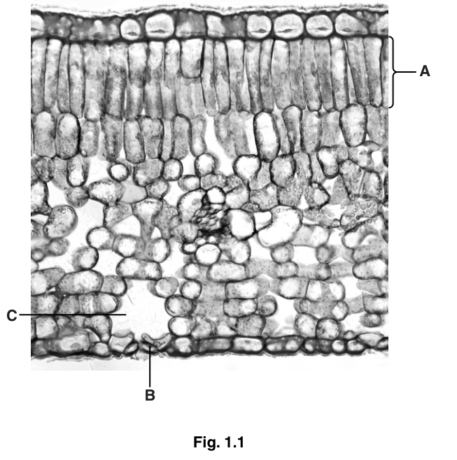 Fig. 1.1