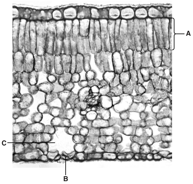 Fig. 1.1
