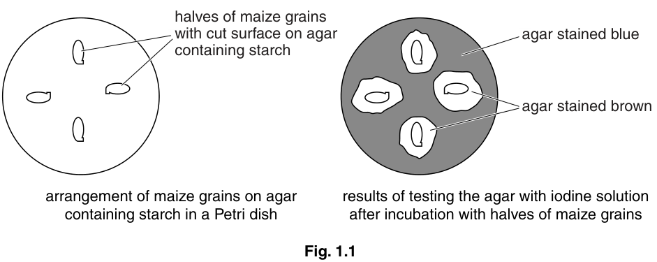 Fig. 1.1