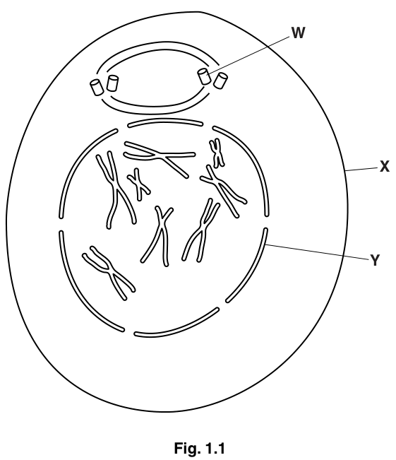 Fig. 1.1