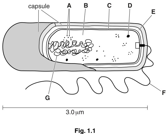 Fig. 1.1
