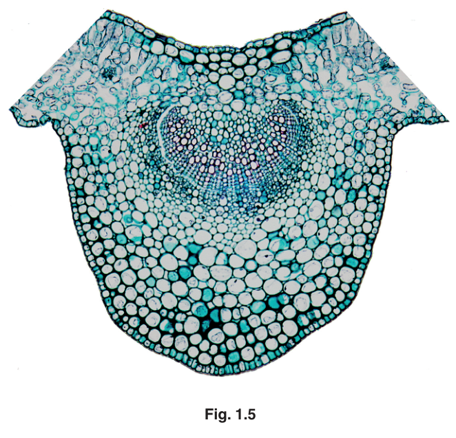 Fig. 1.5