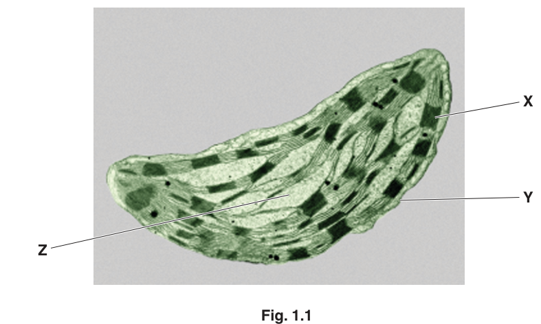 Fig. 1.1