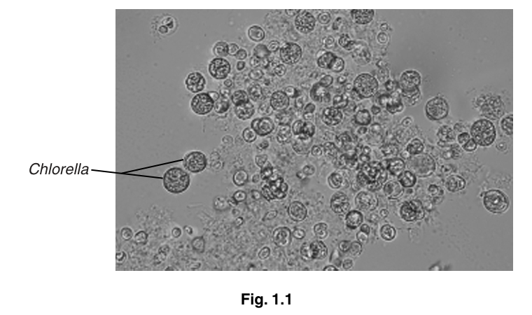 Fig. 1.1