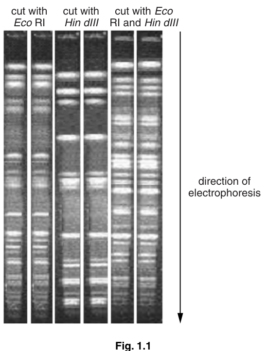 Fig. 1.1