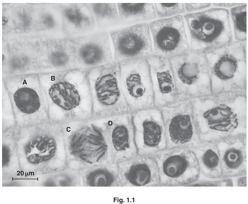 Fig. 1.1
