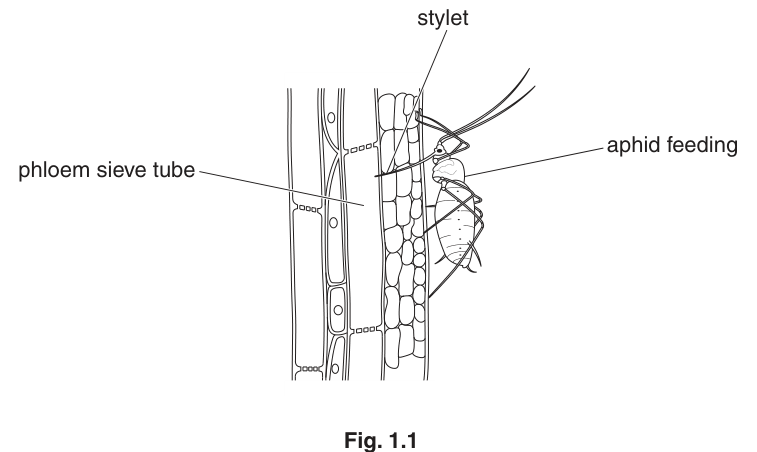 Fig. 1.1