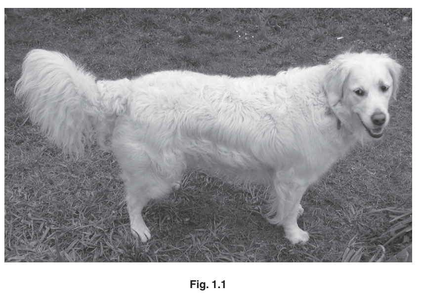 Fig. 1.1
