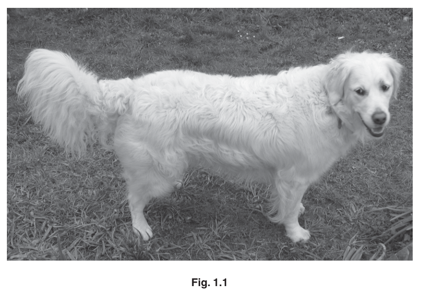 Fig. 1.1