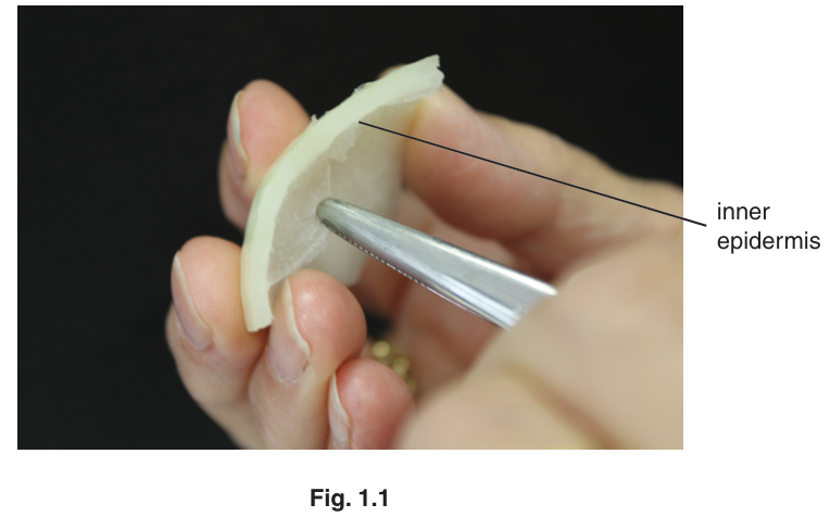 Fig. 1.1
