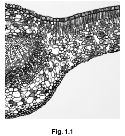 Fig. 1.1