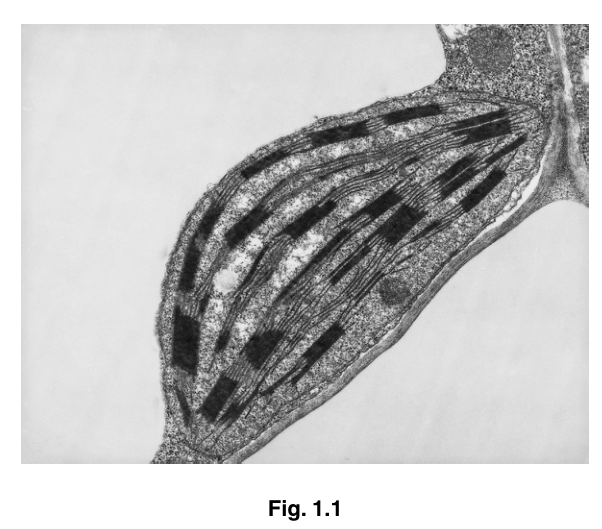 Fig. 1.1