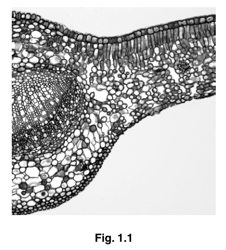 Fig. 1.1