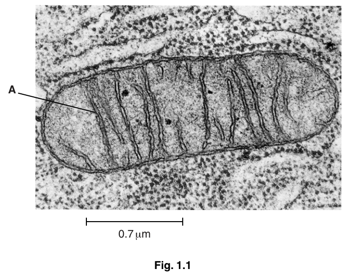 Fig. 1.1