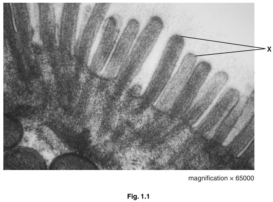 Fig. 1.1