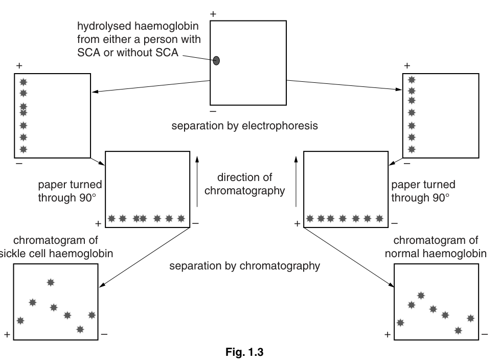 Fig. 1.3
