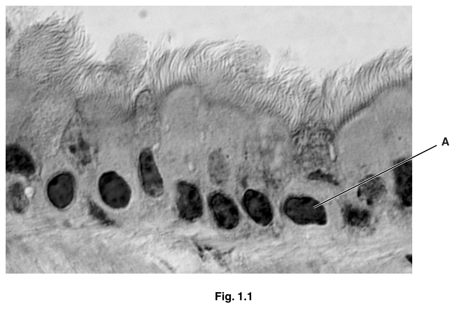 Fig. 1.1