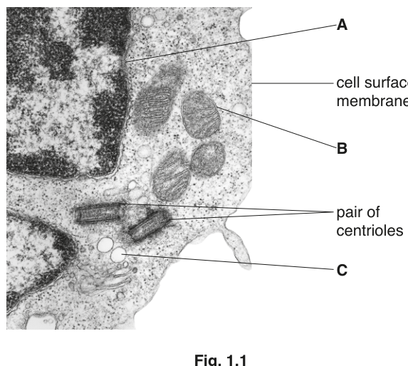 Fig. 1.1