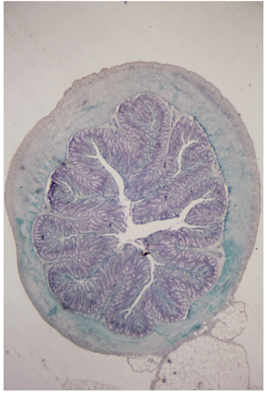 Fig. 1.3