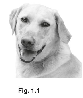 Fig. 1.1