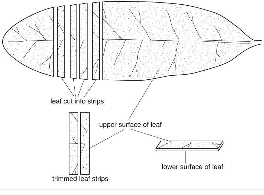 Fig. 1.1