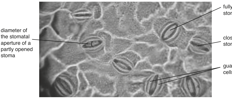 Fig. 1.2