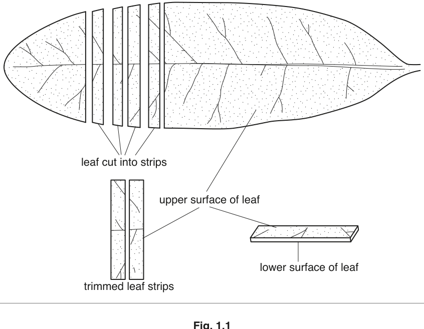 Fig. 1.1
