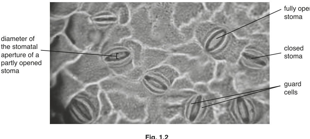 Fig. 1.2