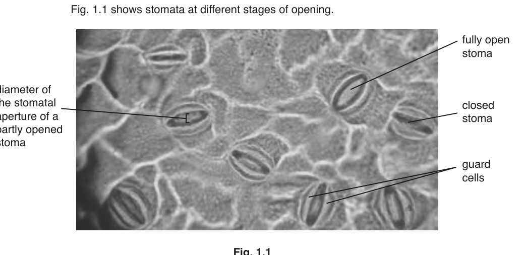 Fig. 1.1