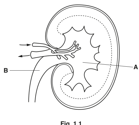 Fig. 1.1