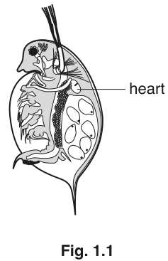 Fig. 1.1