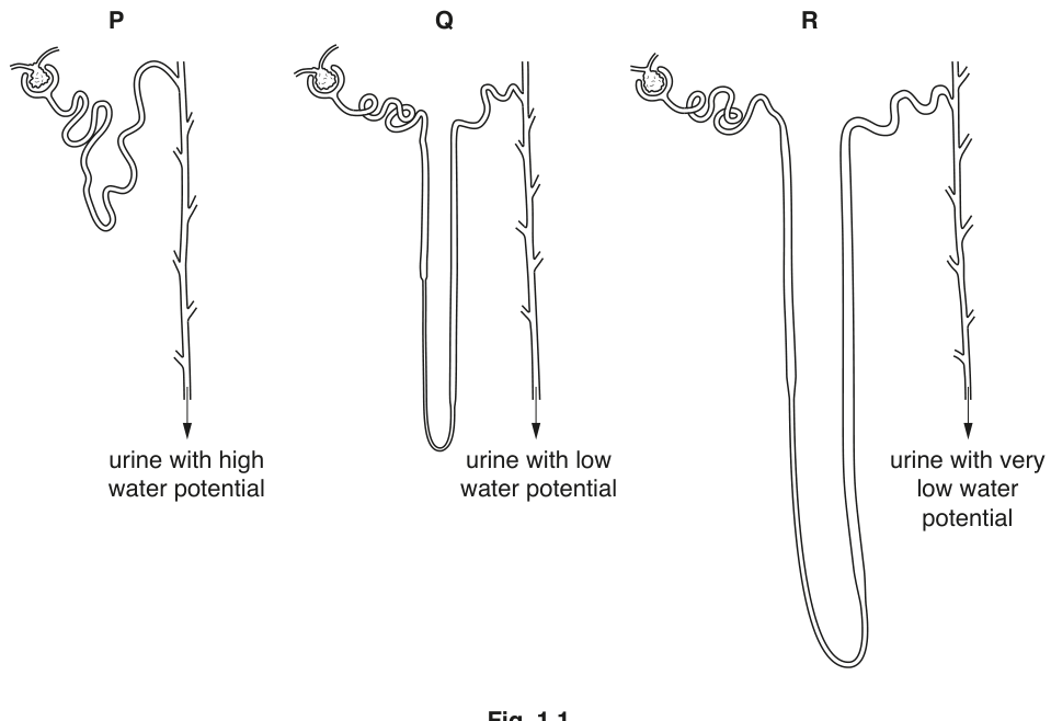Fig. 1.1
