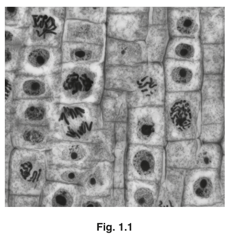 Fig. 1.1