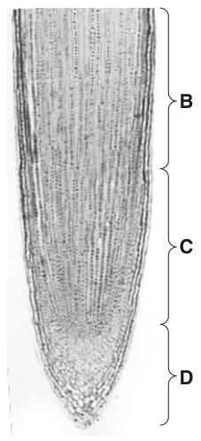Fig. 1.1
