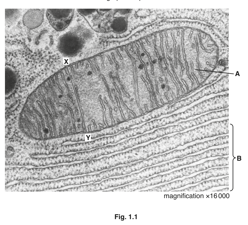 Fig. 1.1